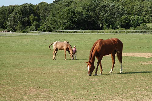 Arrowhead Farm Summer Camp