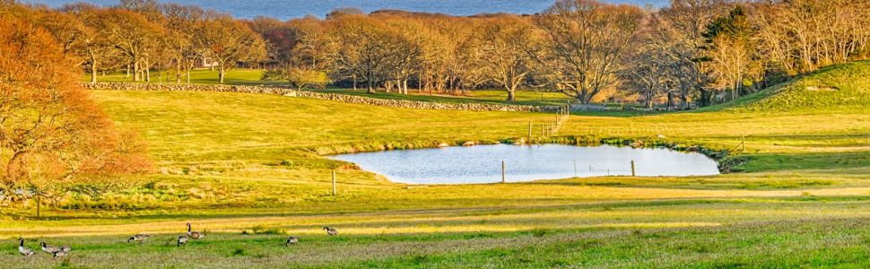 A farm in Chilmark during the spring