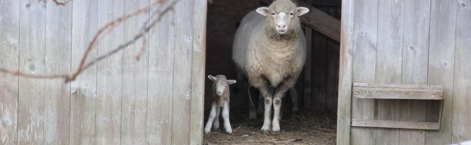 Chilmark Tavern Sheep 